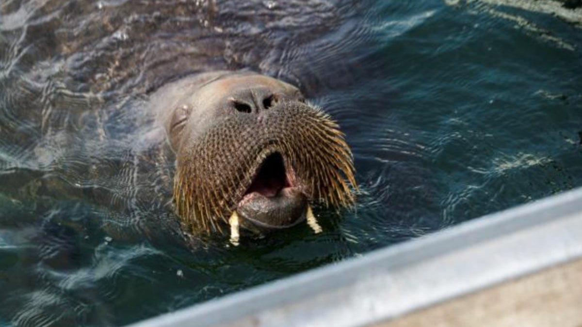 Freya, the walrus, killed in Norway because it poses a danger to humans