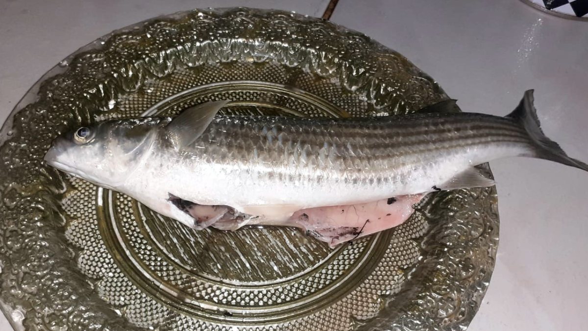 Sinop'ta organları çıkarılan balık canlandı