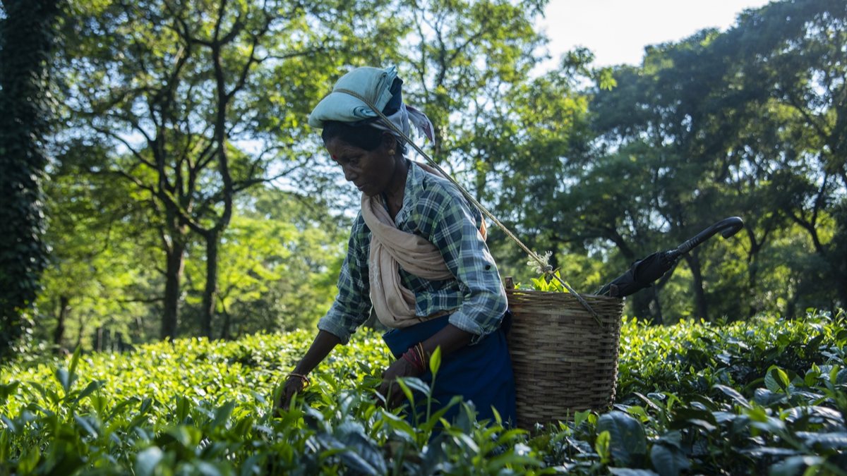 Tea workers’ wages increased in India
