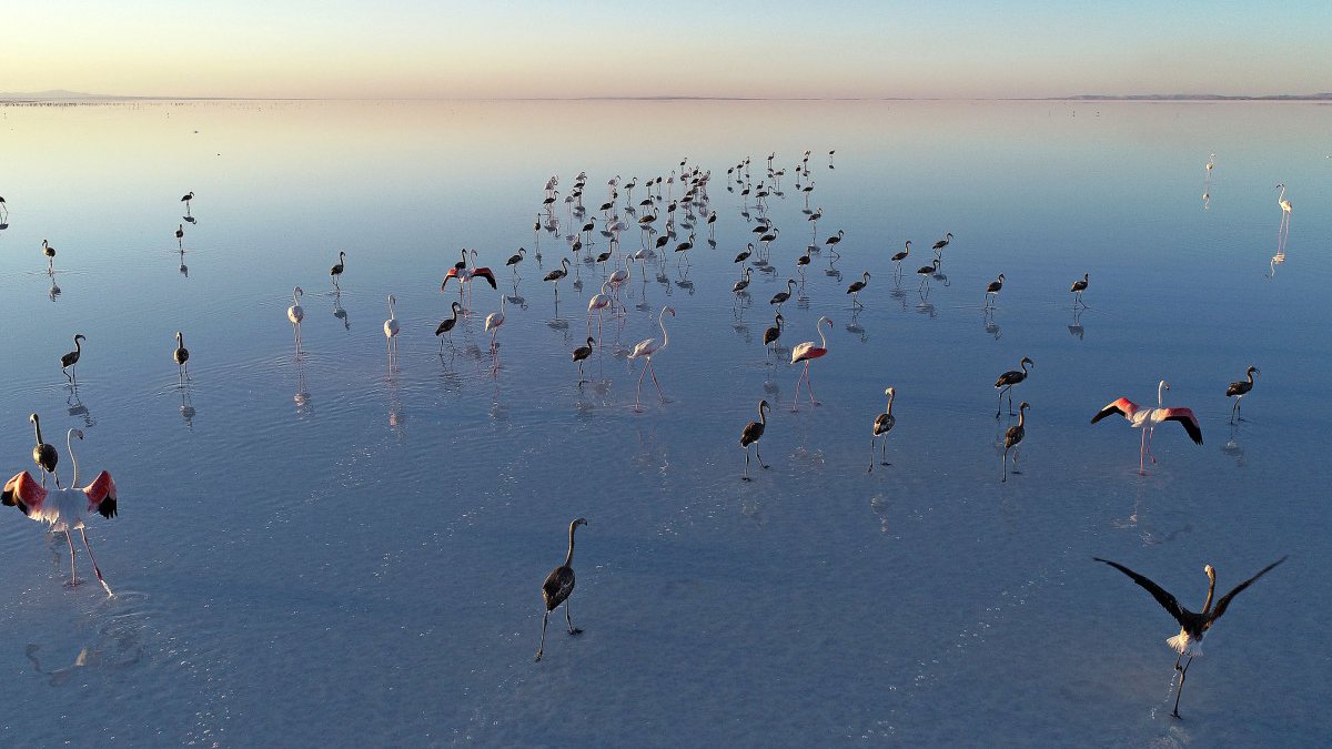 Murat Kurum: Flamingolar kurtuldu, göçe hazırlanıyor
