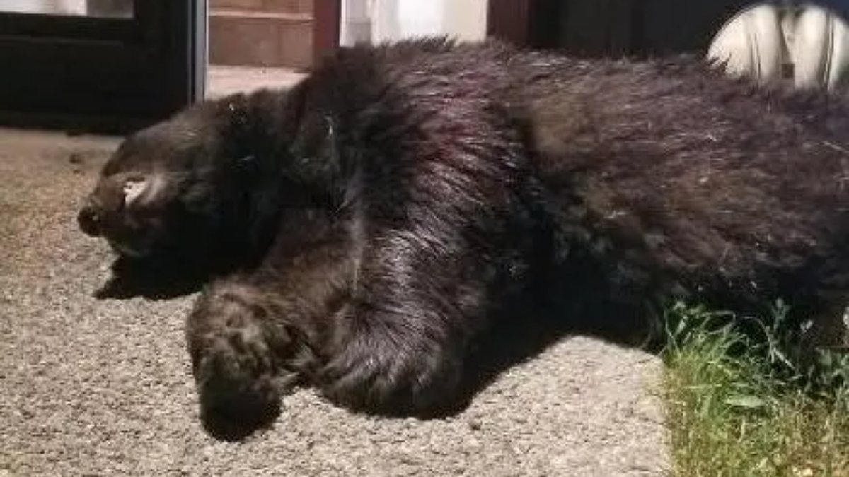 180-pound bear that broke into home in the US was shot down