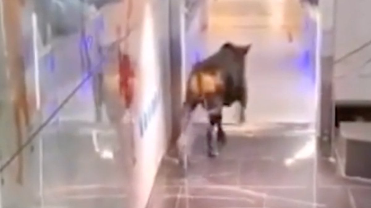 Moments of panic created by the bull entering the bank in Israel