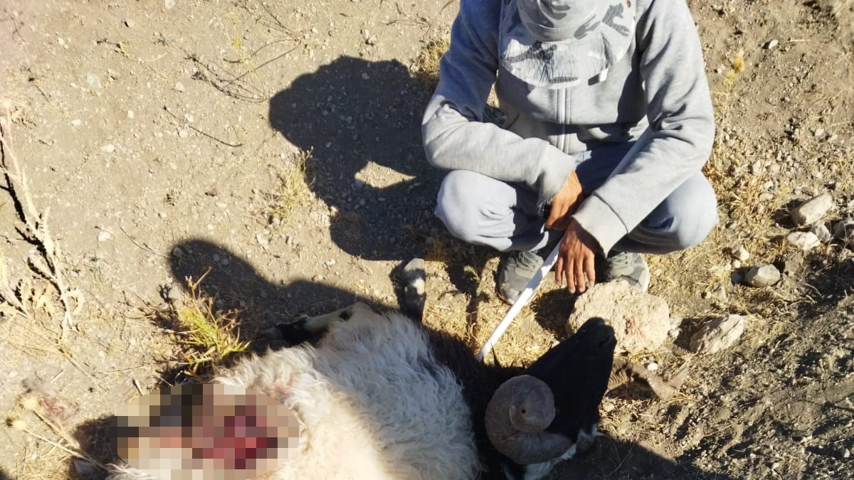 Van'da aç kalan kurtlar koyun sürüsüne saldırdı