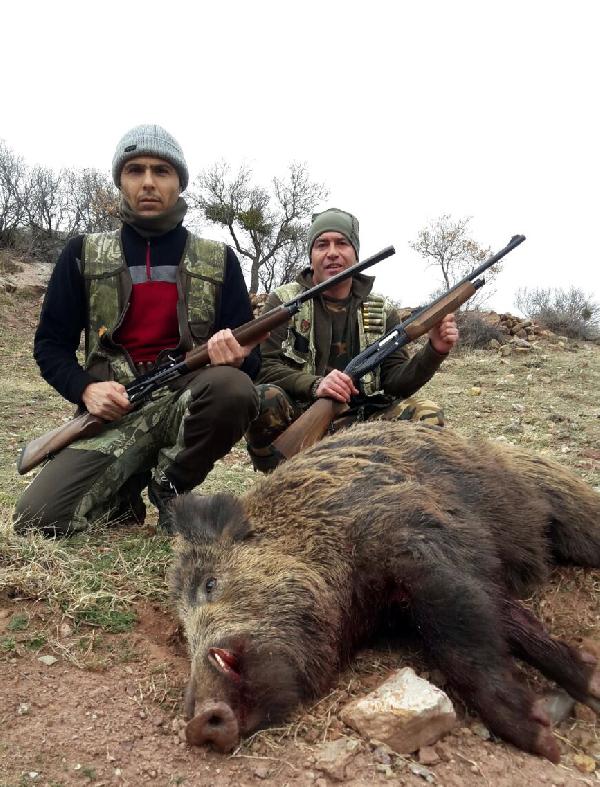 Sürek avında 30 yaban domuzu öldürüldü