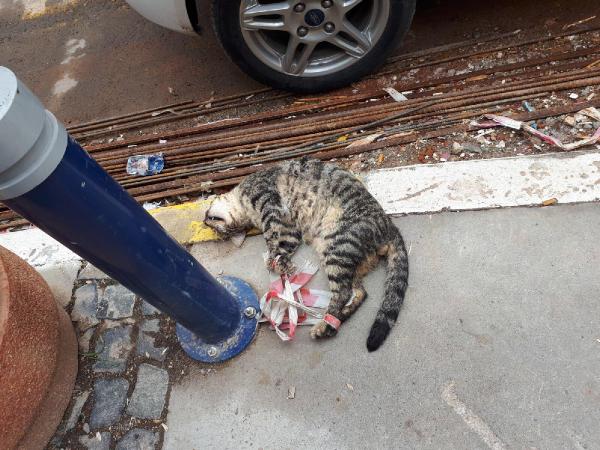 Ayakları bağlanan kedi işkence edilerek öldürüldü