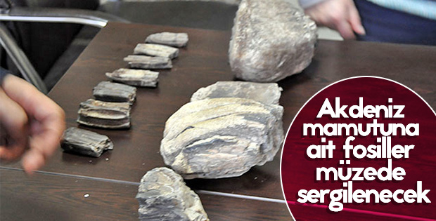 2 milyon yıllık fosiller Şehir Müzesi'nde sergilenecek
