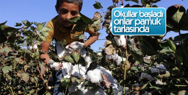 17 bin öğrenci okul yerine pamuk tarlasında