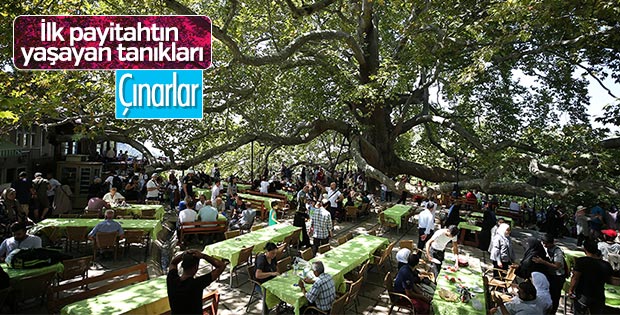 Tarihe tanıklık eden çınarlar