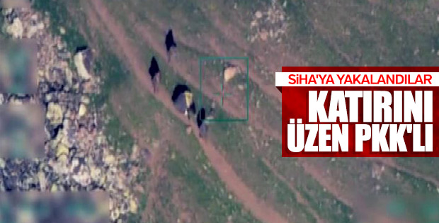 PKK'lı teröristler hayvanlara da zulmediyor