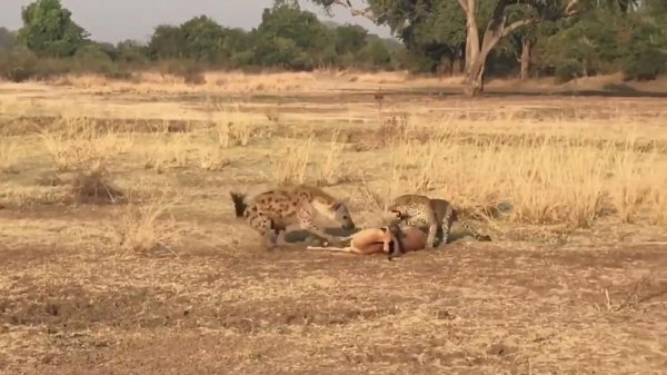 Leopar avını sırtlana kaptırdı