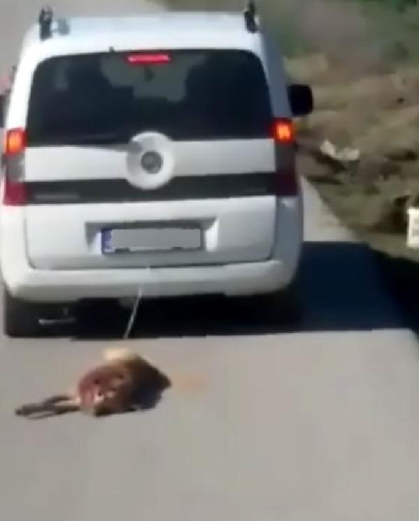 Köpeğini aracıyla sürükleyen sürücüye para cezası