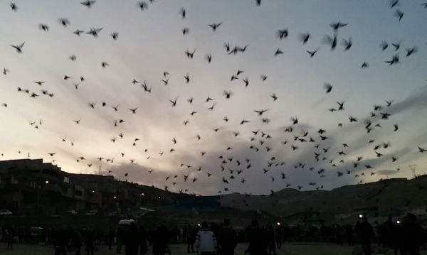 Şanlıurfa semalarına bırakılan güvercinler