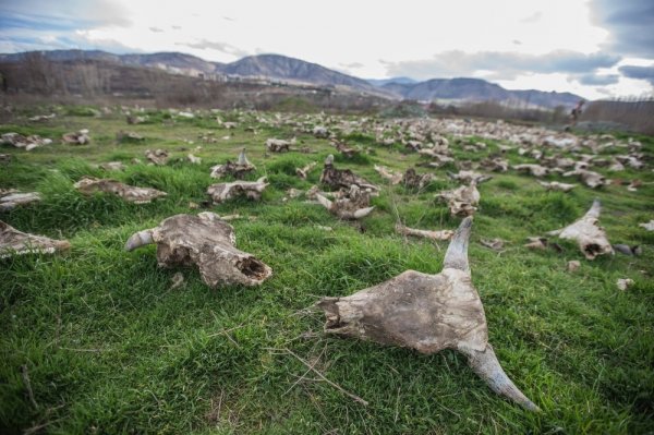 Tokat’ta yüzlerce hayvan kafatası bulundu