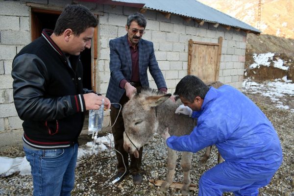 Bitlis'te donmak üzere olan iki eşek kurtarıldı