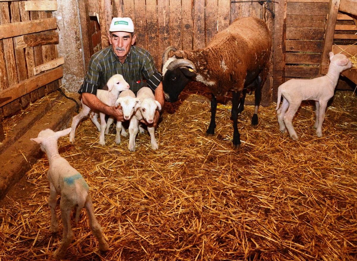 4 yılda 14 kuzu doğuran koyun şaşırttı