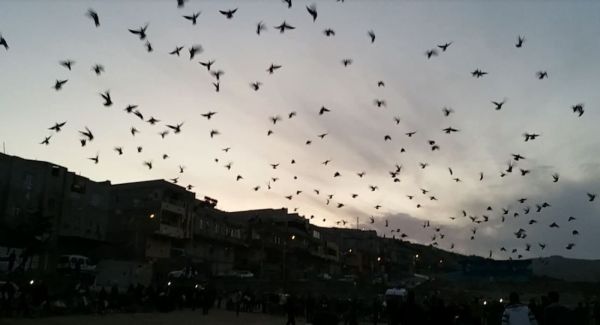 Şanlıurfa semalarına bırakılan güvercinler