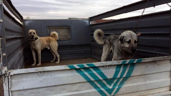 Kayseri'de köpek dövüştürenlere operasyon