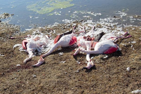 Konya'daki Akgöl Sazlığı'nda flamingolar katledildi