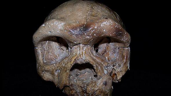 260 bin yıllık kafatası insanlık tarihini yeniden yazacak