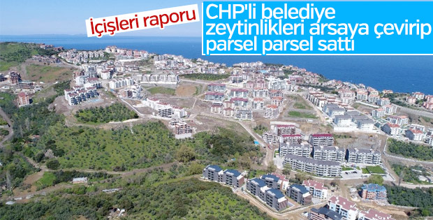 CHP'li Mudanya Belediyesi zeytinlikleri arsaya dönüştürdü