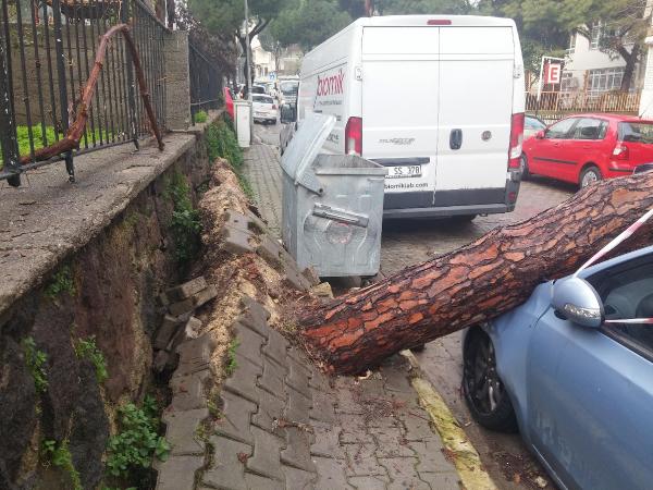 İzmir'de 2 otomobilin üzerine çam ağacı devrildi