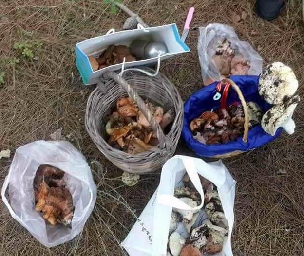 Çintar mantarının fiyatını duyan ormana koştu