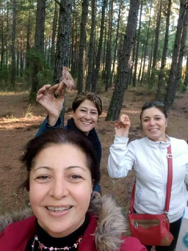 Çintar mantarının fiyatını duyan ormana koştu