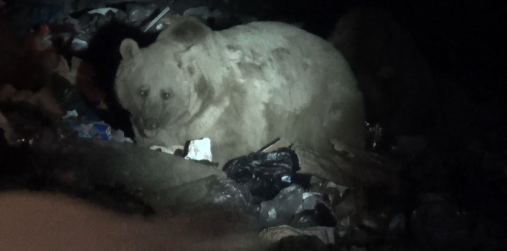 Uyku düzeni bozulan boz ayılar Sarıkamış'a indi