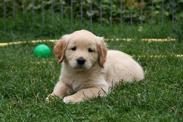 Köpeği olan insanların ölüm riski daha az