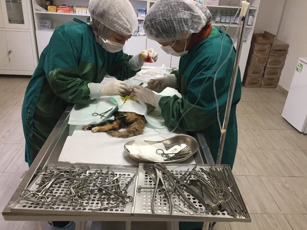 Hasta kediden 400 gramlık tümör alındı