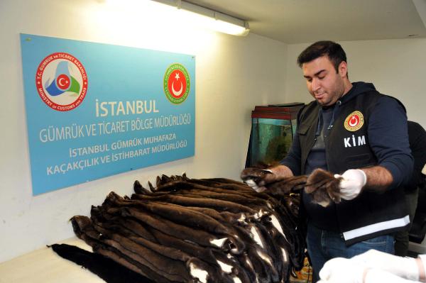 Atatürk Havalimanı’nda 200 adet porsuk kürkü yakalandı