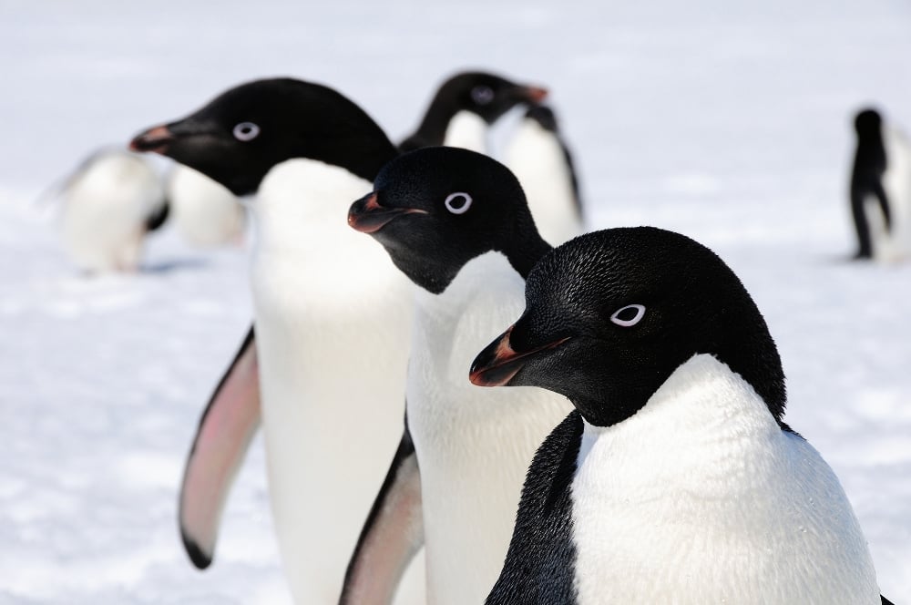 Penguenler 14 bin yıldır Antarktika’da