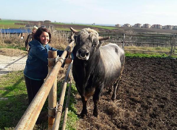 Türkiye'nin klonlanan ilk sığırları Tekirdağ'a getirildi