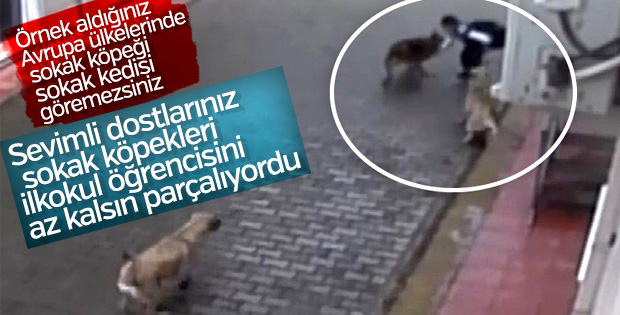 Bursa'da aç kalan köpekler 12 yaşındaki çocuğa saldırdı