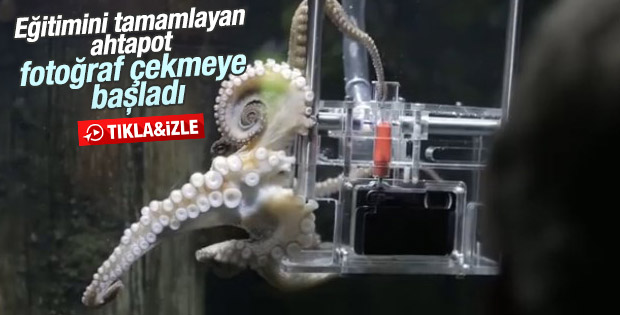 Sony'nin eğittiği ahtapot fotoğraf çekiyor
