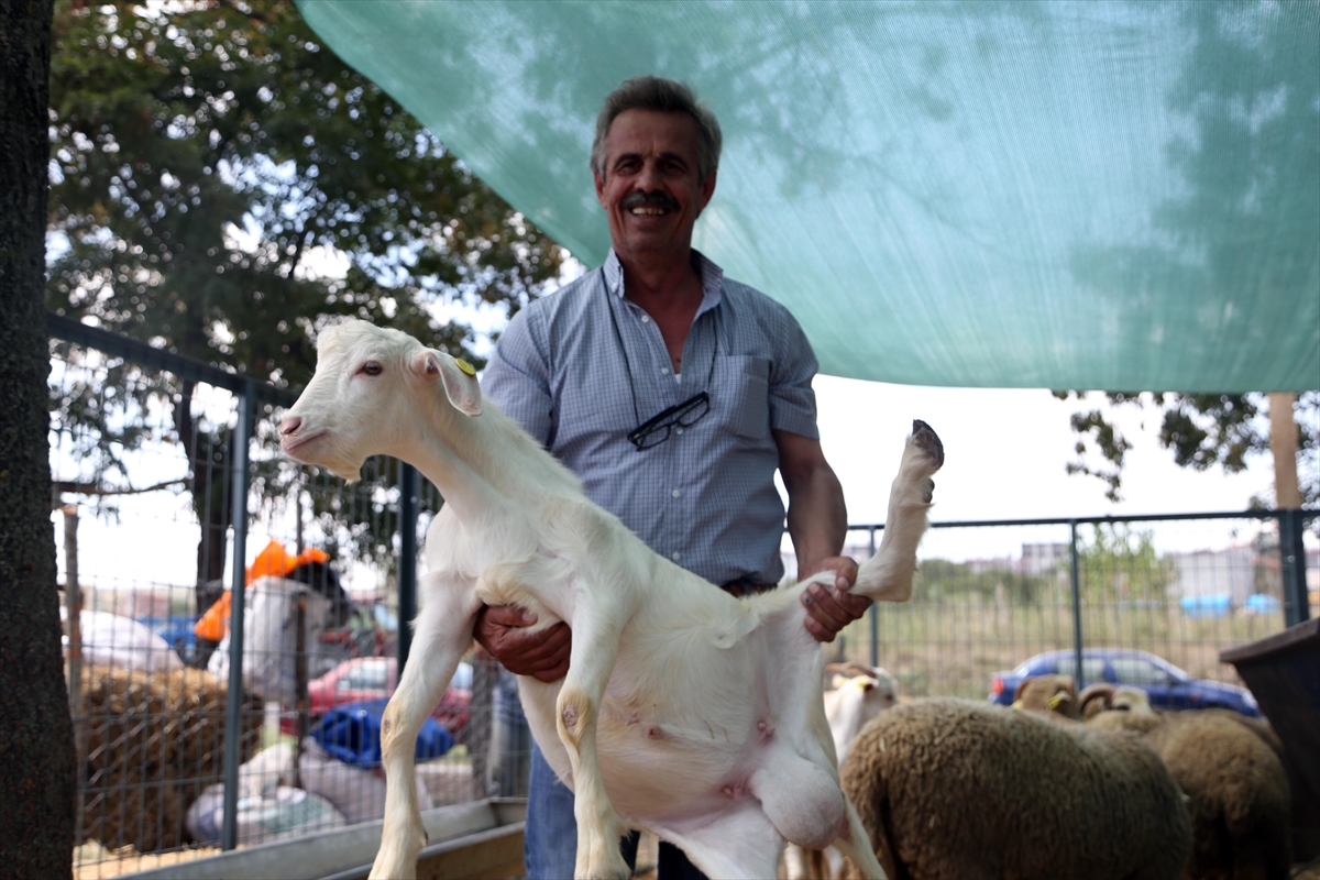 Oğlak (hayvan): açıklama ve fotoğraf Oğlak (hayvan): açıklama ve fotoğraf