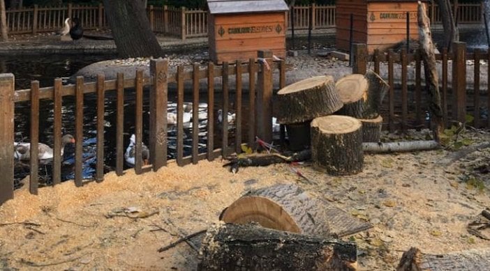 CHP'li Çankaya Belediyesi'nin ağaç katliamı