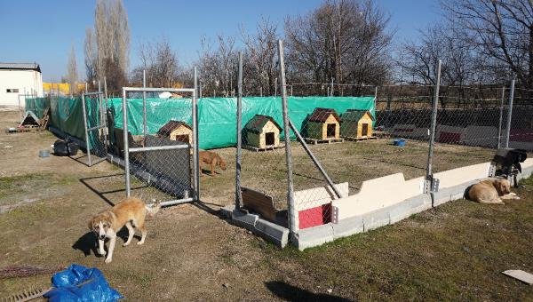 Sokak hayvanları için barınak inşa ediyorlar