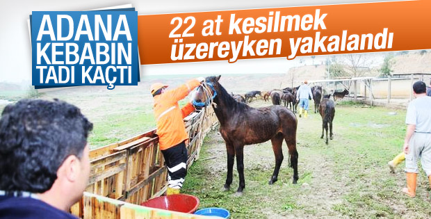 Adana'da 22 at kesilmek üzereyken kurtarıldı