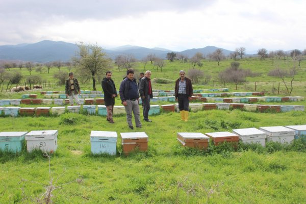 Aydın’da milyonlarca arı telef oldu