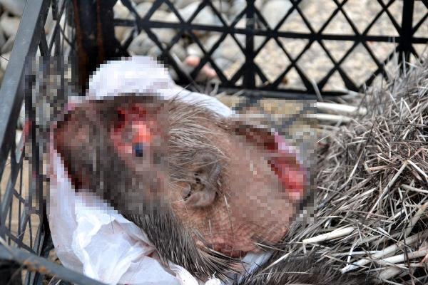 Siirt'te, koruma altındaki oklu kirpi öldürüldü