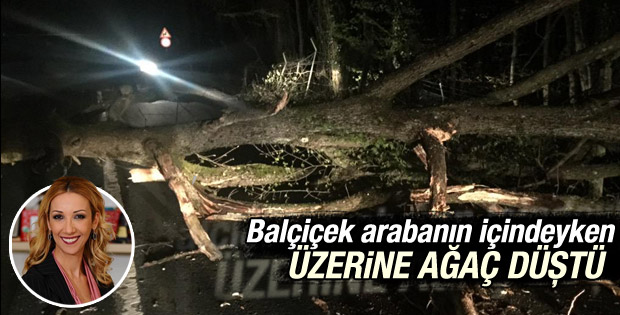 Balçiçek İlter'in arabasının üzerine ağaç düştü