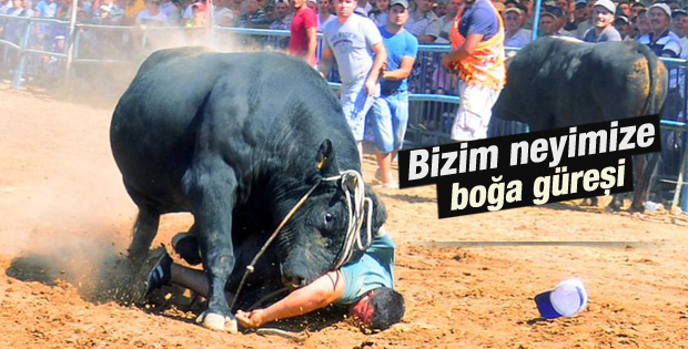 Muğla'daki boğa güreşinde faciaya ramak kaldı