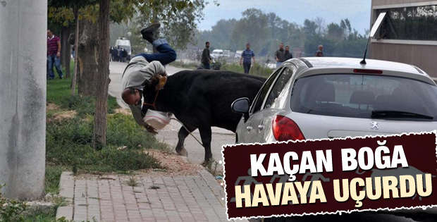 Bursa'da kaçan boğa 3 kişiyi yaraladı