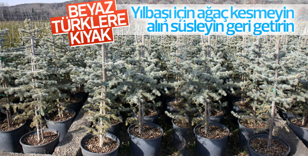 Orman Bölge müdürlüklerinden emanet çam kampanyası