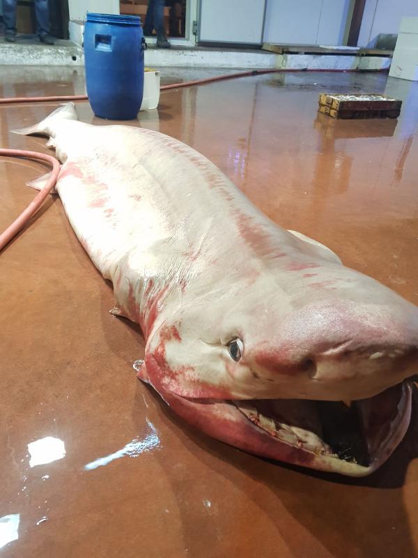 Antalya'da köpek balığı yakalandı