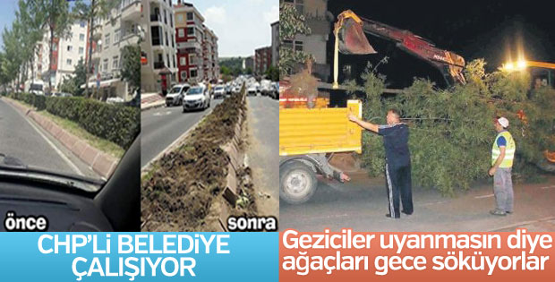 Tekirdağ'da CHP'li belediyenin ağaç katliamı sürüyor