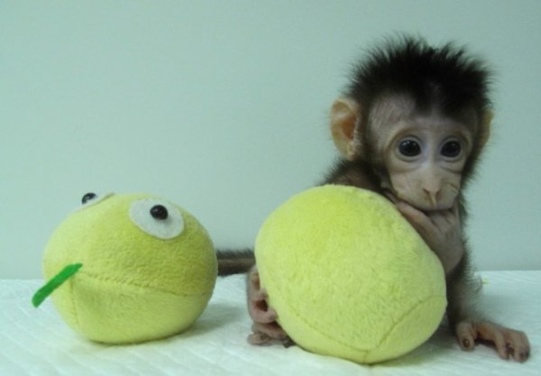 Çin'de bir ilk yapıldı: İki maymun klonlandı