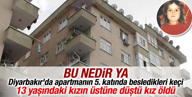 Diyarbakır'da bir keçi 5 katlı binanın çatısından atladı