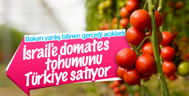 Türkiye İsrail'e domates tohumu ihraç ediyor